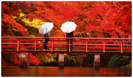 Koyo Japan on Fun Little Facts About Koyo   Autumn Foliage Special Feature