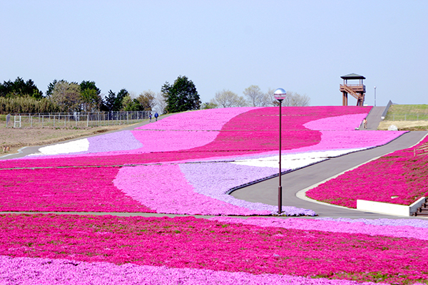「芝ざくらまつり号」で行く 本州最大級の芝ざくらといちご狩りの旅