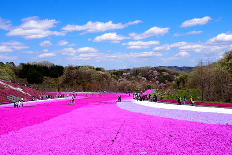 周遊バス「芝ざくらまつり号」で行く本州最大級の芝ざくらといちご狩りの旅