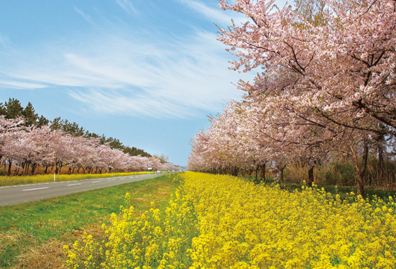 桜と菜の花ロード