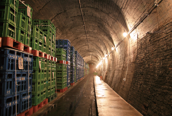 喜久水酒造 トンネル貯蔵庫