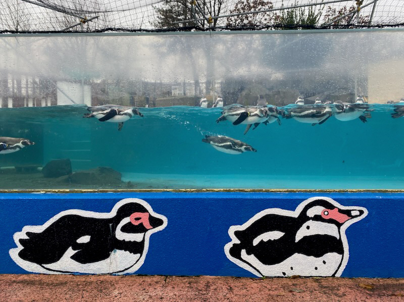 ペンギン