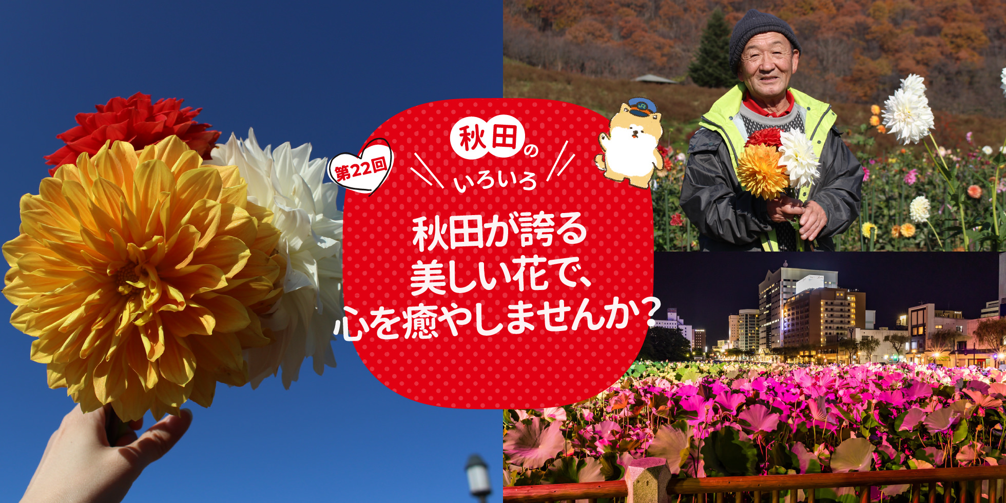秋田のいろいろ 秋田が誇る美しい花で、心を癒やしませんか？