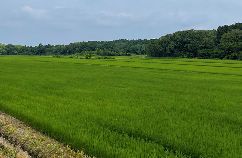 お店の周りに広がる田園風景