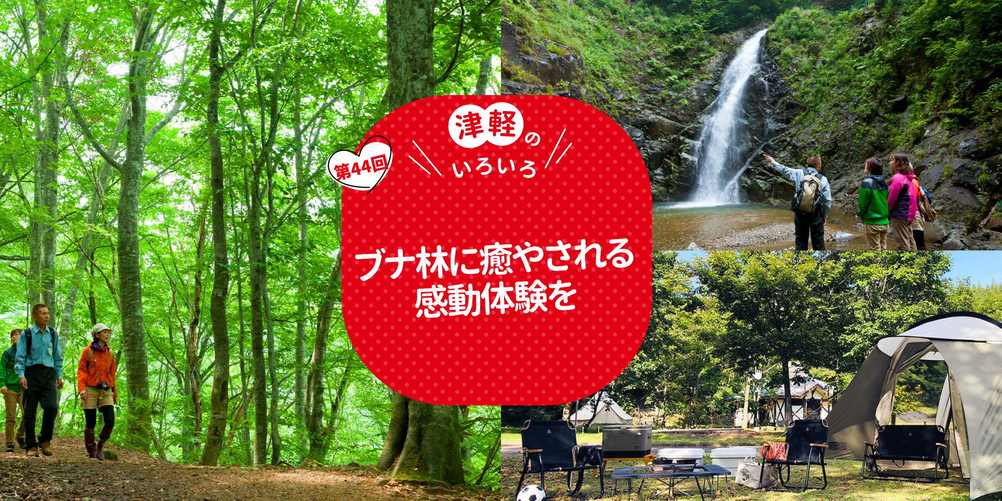 ブナ林に癒やされる感動体験を