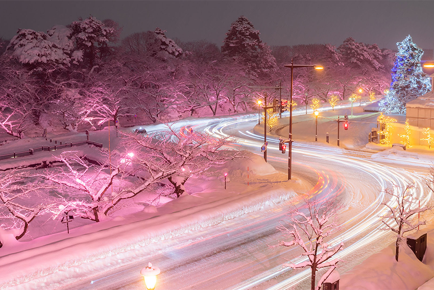 満開の冬桜