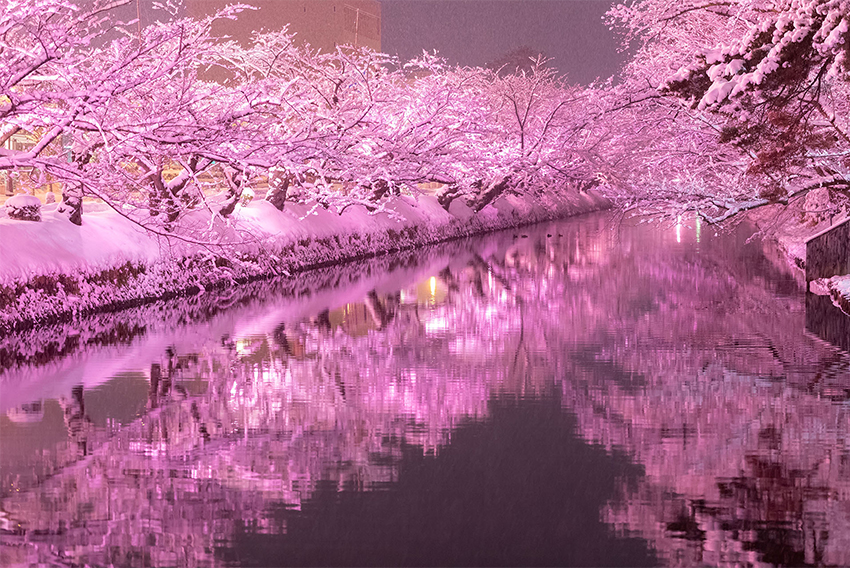 冬桜