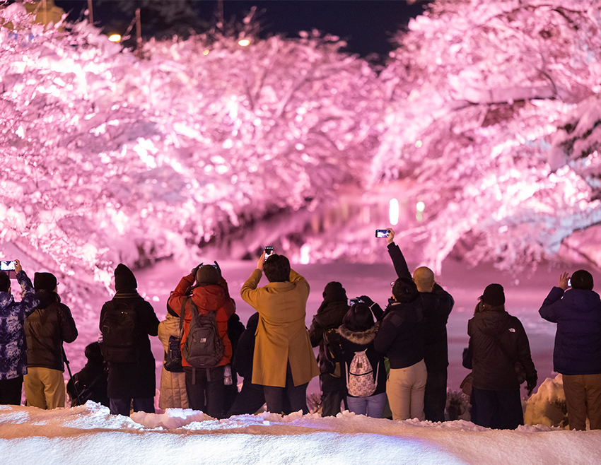 桜ライトアップ