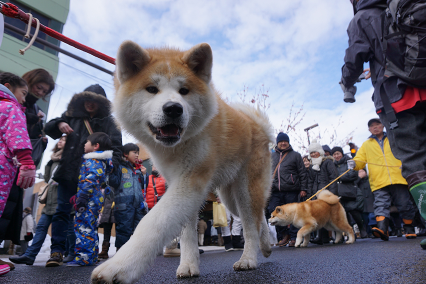 秋田犬パレード