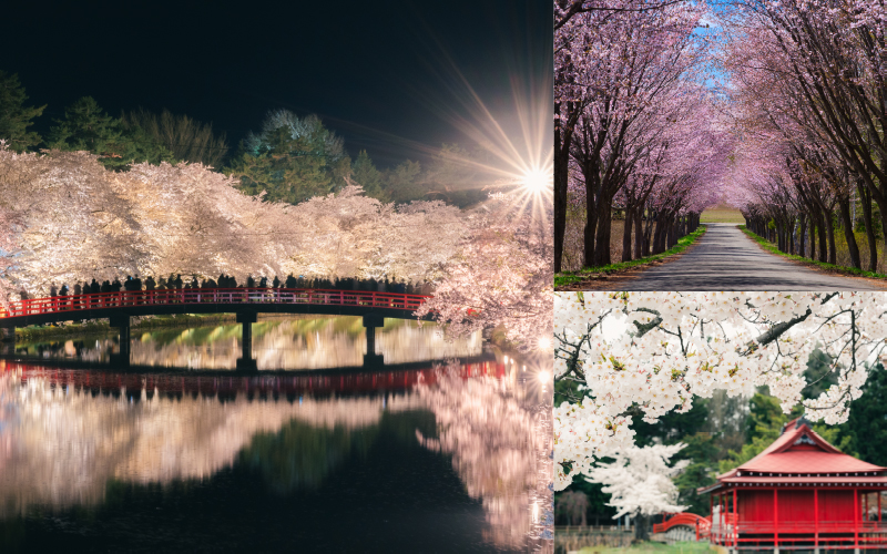 桜満開の津軽へお出かけ