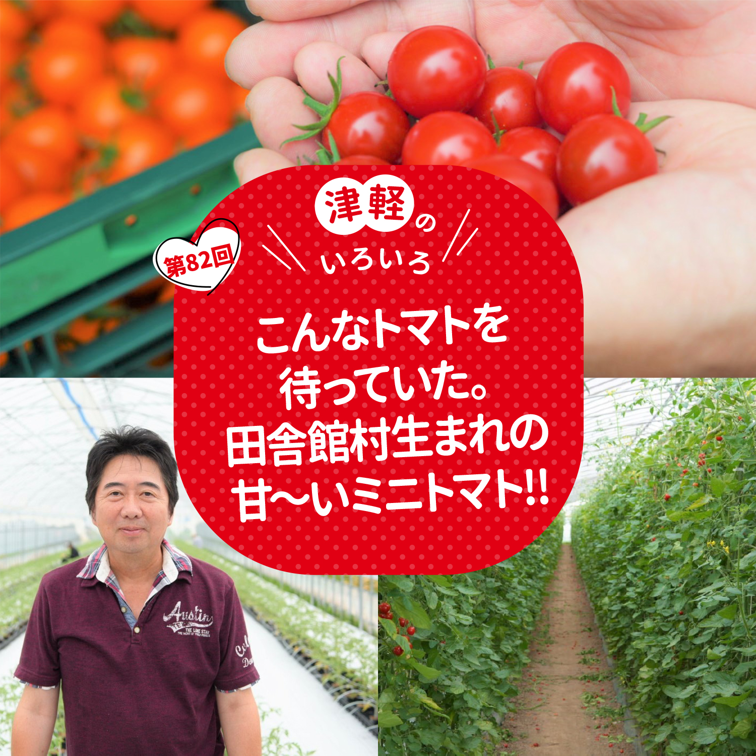 こんなトマトを待っていた。田舎館村生まれの甘～いミニトマト！！