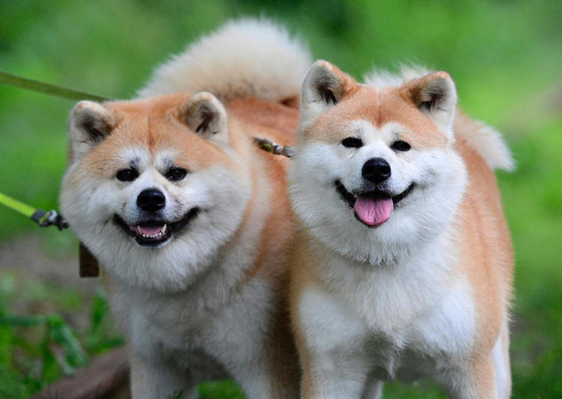 温と華