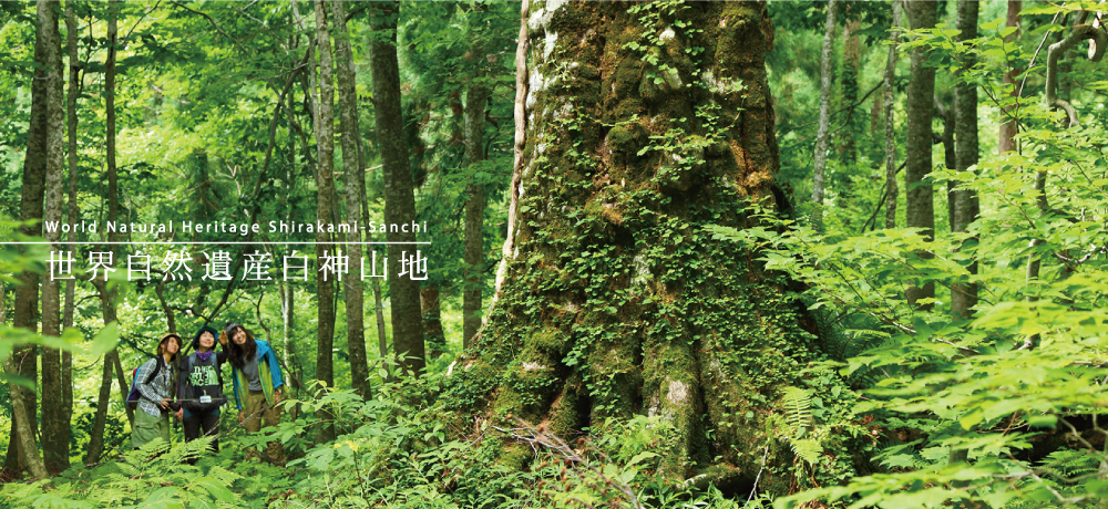 世界自然遺産白神山地