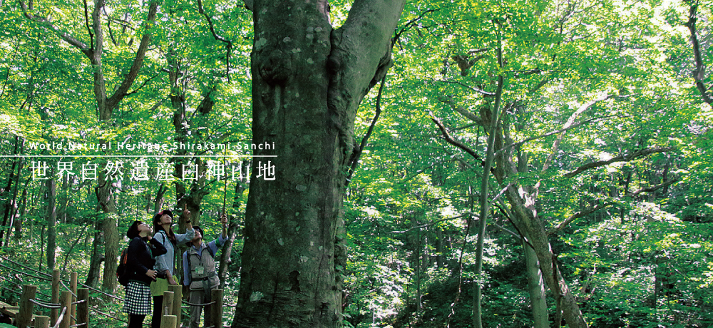 世界自然遺産白神山地