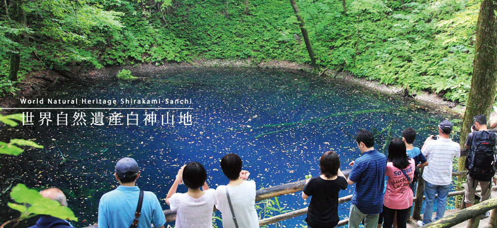 世界自然遺産白神山地