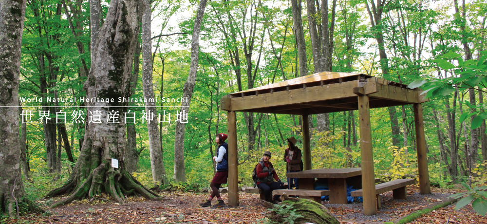 世界自然遺産白神山地