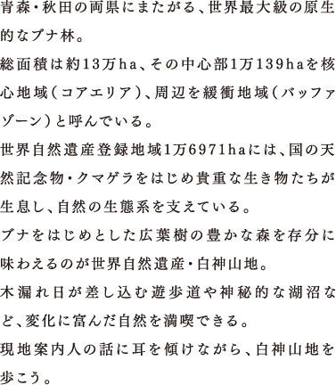 青森・秋田の両県にまたがる、世界最大級の原生的なブナ林。