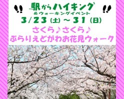 駅からハイキング　さくら♪さくら♪ぶらりえどがわお花見ウォーク