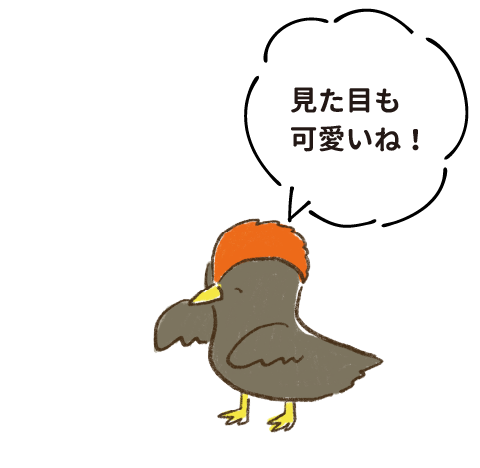 見た目も可愛いね！