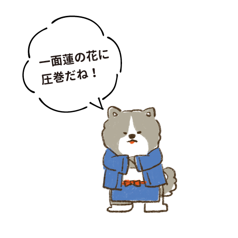 一面蓮の花に圧巻だね!