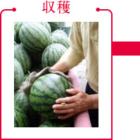 収穫