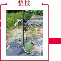 整枝