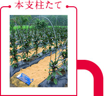 本支柱たて