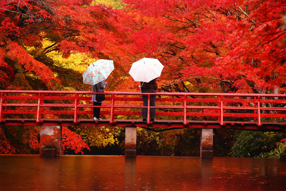 Fun Little Facts About Koyo Autumn Foliage Special Feature Featured Destinations Jr East