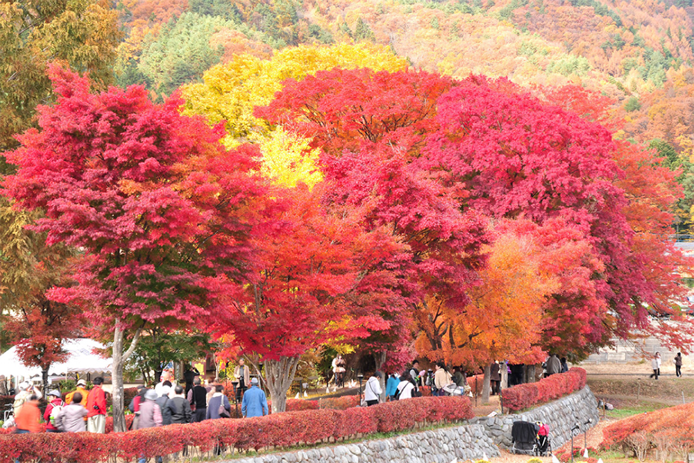 Fun Little Facts About Koyo Autumn Foliage Special Feature Featured Destinations Jr East