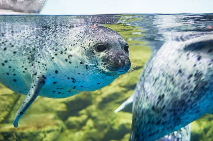 浅虫水族館