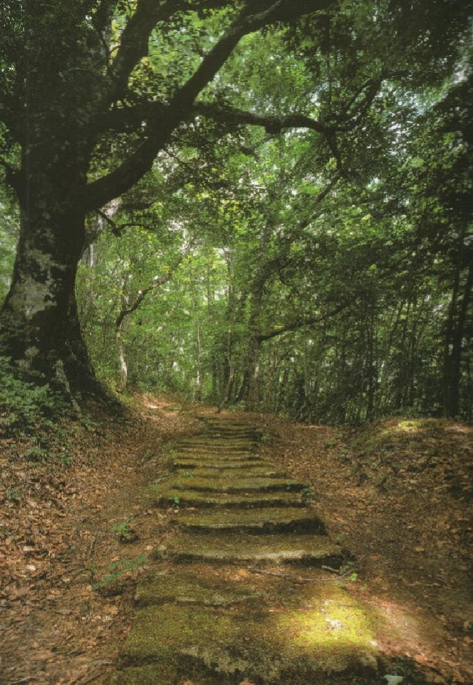 黒沢峠の敷石道の写真