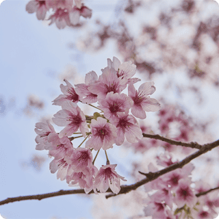 伊豆熱海の季節の花