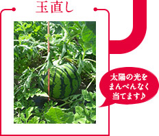 玉直し｢太陽の光をまんべんなく当てます♪｣