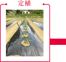 定植