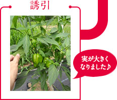 誘引「実が大きくなりました♪」