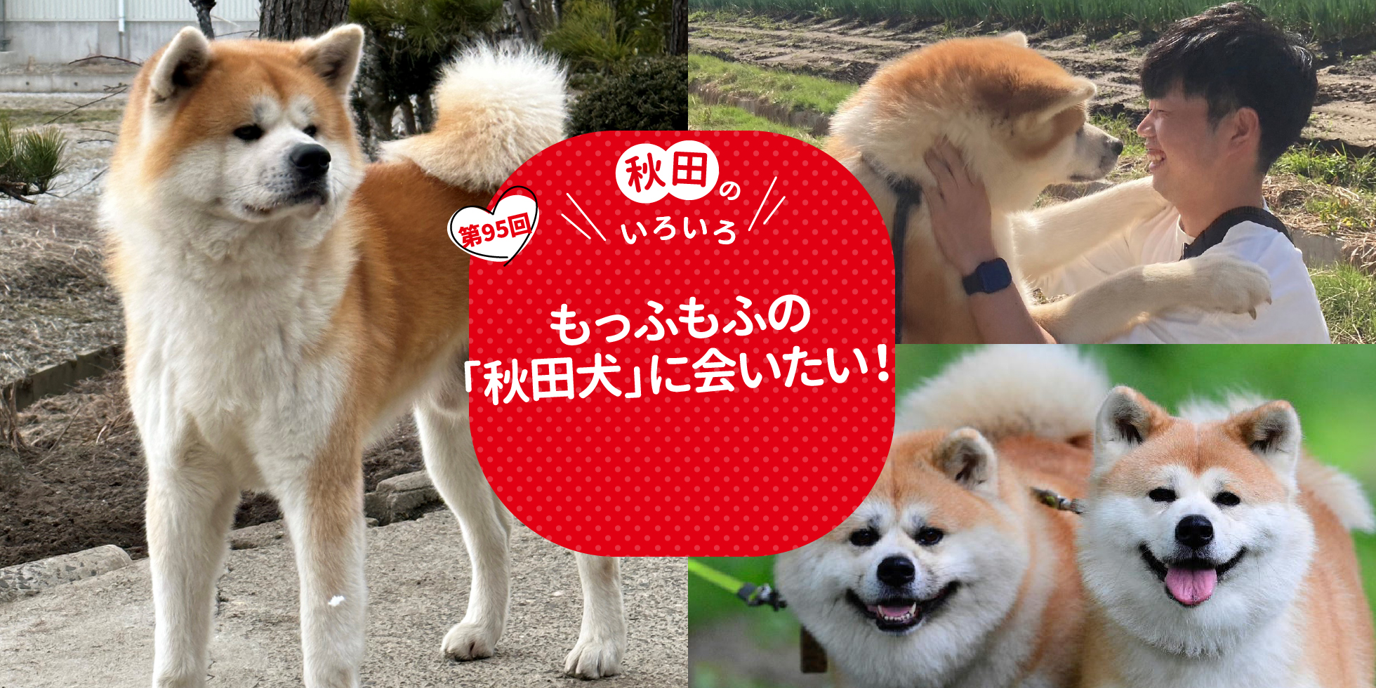 もっふもふの「秋田犬」に会いたい！