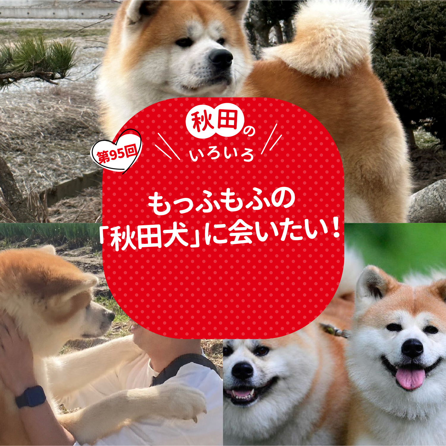 もっふもふの「秋田犬」に会いたい！