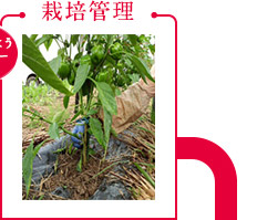 栽培管理