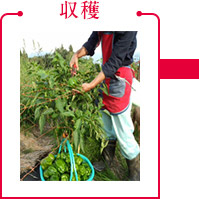 収穫