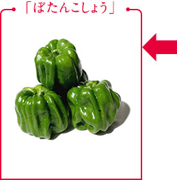 「ぼたんこしょう」