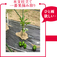 本支柱立て一番果摘み取り「ひと雨欲しい・・・」