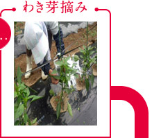 わき芽摘み