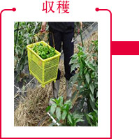 収穫