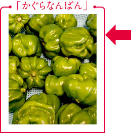 「かぐらなんばん」