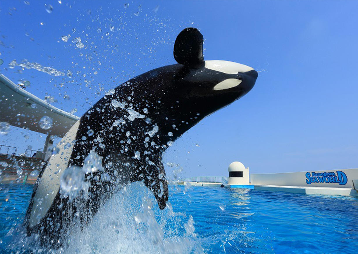 わかしお 鴨川シーワールド かつうら海中公園 季節の特集 フレテミーナ Jr東日本 わかしお 鴨川シーワールド かつうら海中公園 季節の特集 フレテミーナ Jr東日本