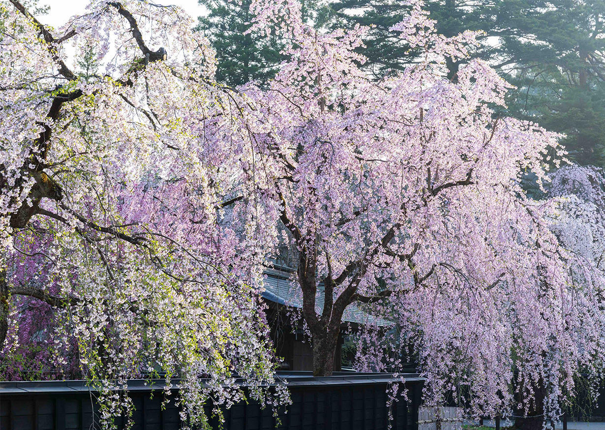 シダレザクラと桧木内川桜並木の写真