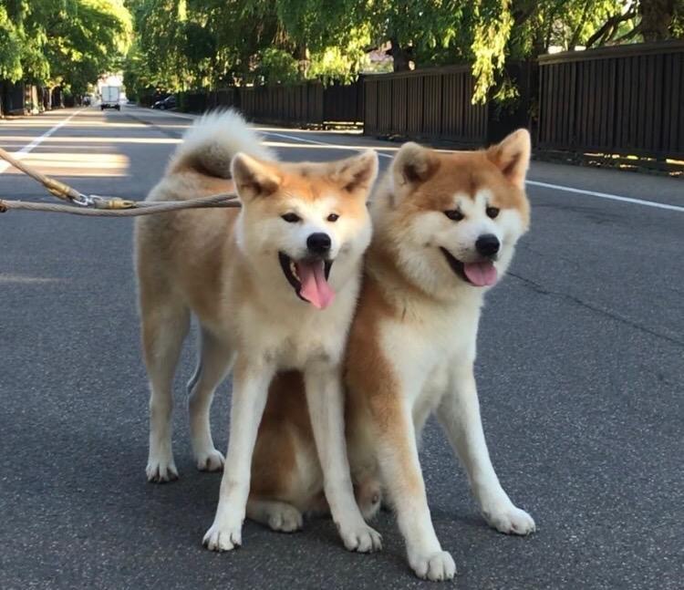 秋田犬が暮らす古民家に泊まる。の写真