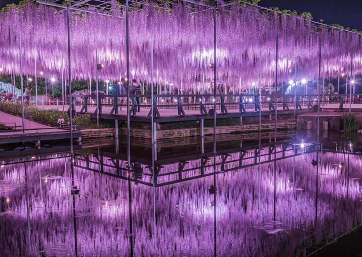 園のシンボル「大藤」は息をのむ美しさの写真