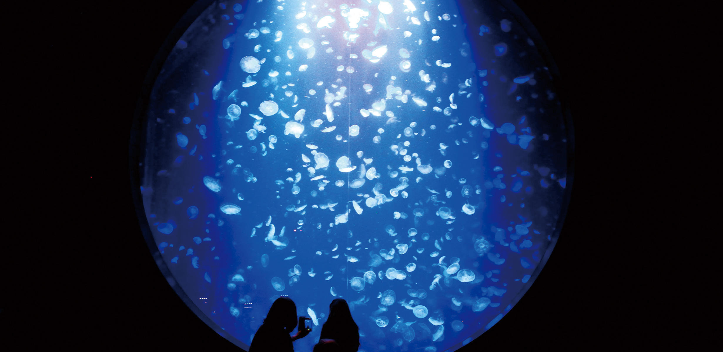 クラゲ展示種類数世界一「鶴岡市立加茂水族館」と 本格ピザ作り・せんべい工場見学で楽しく学ぶ旅の写真