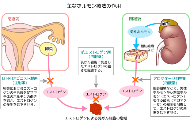 主なホルモン療法の作用のイメージ【（1）抗エストロゲン剤（内服薬）…乳がん細胞に到達したエストロゲンの働きを阻害する。】【（2）LH-RHアゴニスト製剤（注射薬）…卵巣におけるエストロゲンの生合成を促す下垂体のホルモンの働きを抑え、エストロゲンの産生を低下させる。】【（3）アロマターゼ阻害剤（内服薬）…脂肪組織などで、男性ホルモンから女性ホルモン（エストロゲン）を作る酵素（アロマターゼ）の働きを阻害して、エストロゲンの産生を低下させる。】